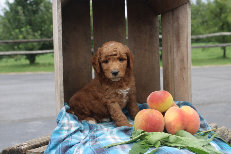 puppy, for, sale, Mini Goldendoodle F2, Matthew B. Stoltzfus, dog, breeder, Gap, PA, dog-breeder, puppy-for-sale, forsale, nearby, find, puppyfind, locator, puppylocator, aca